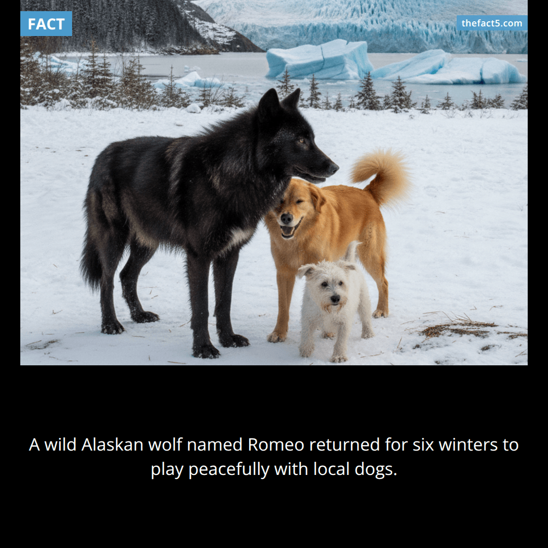 Romeo the wild wolf spent six winters asking dogs to play. 🐺