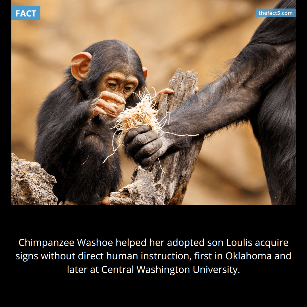 Washoe taught her adopted son a human language. 🐵