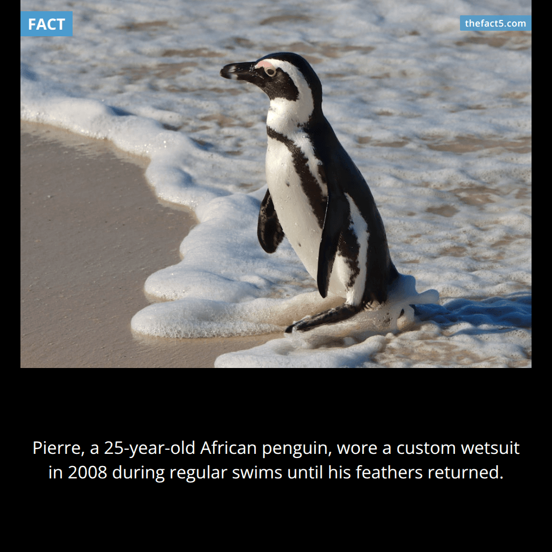 Pierre the penguin needed a custom wetsuit to swim. 🐧