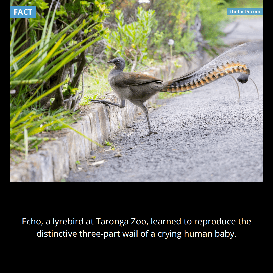 Echo can cry exactly like a human baby. 🐦
