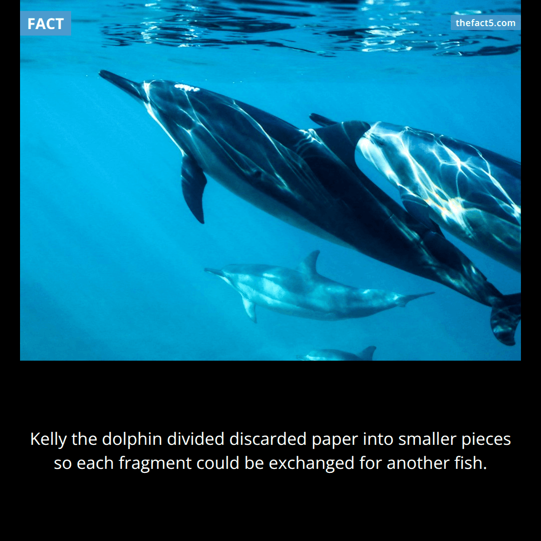 Kelly turned one piece of litter into several fish. 🐬