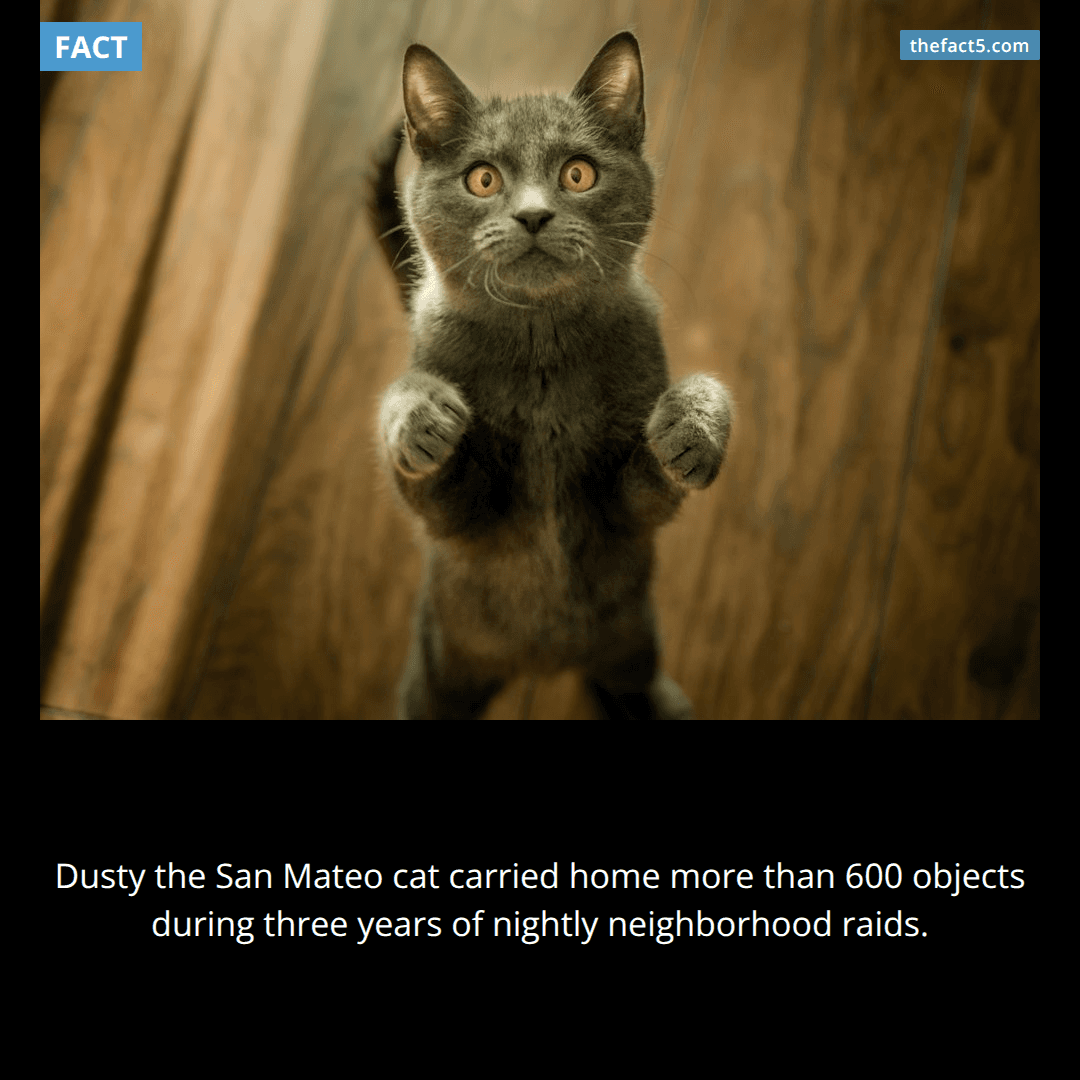 Dusty the cat stole more than 600 objects. 🐈