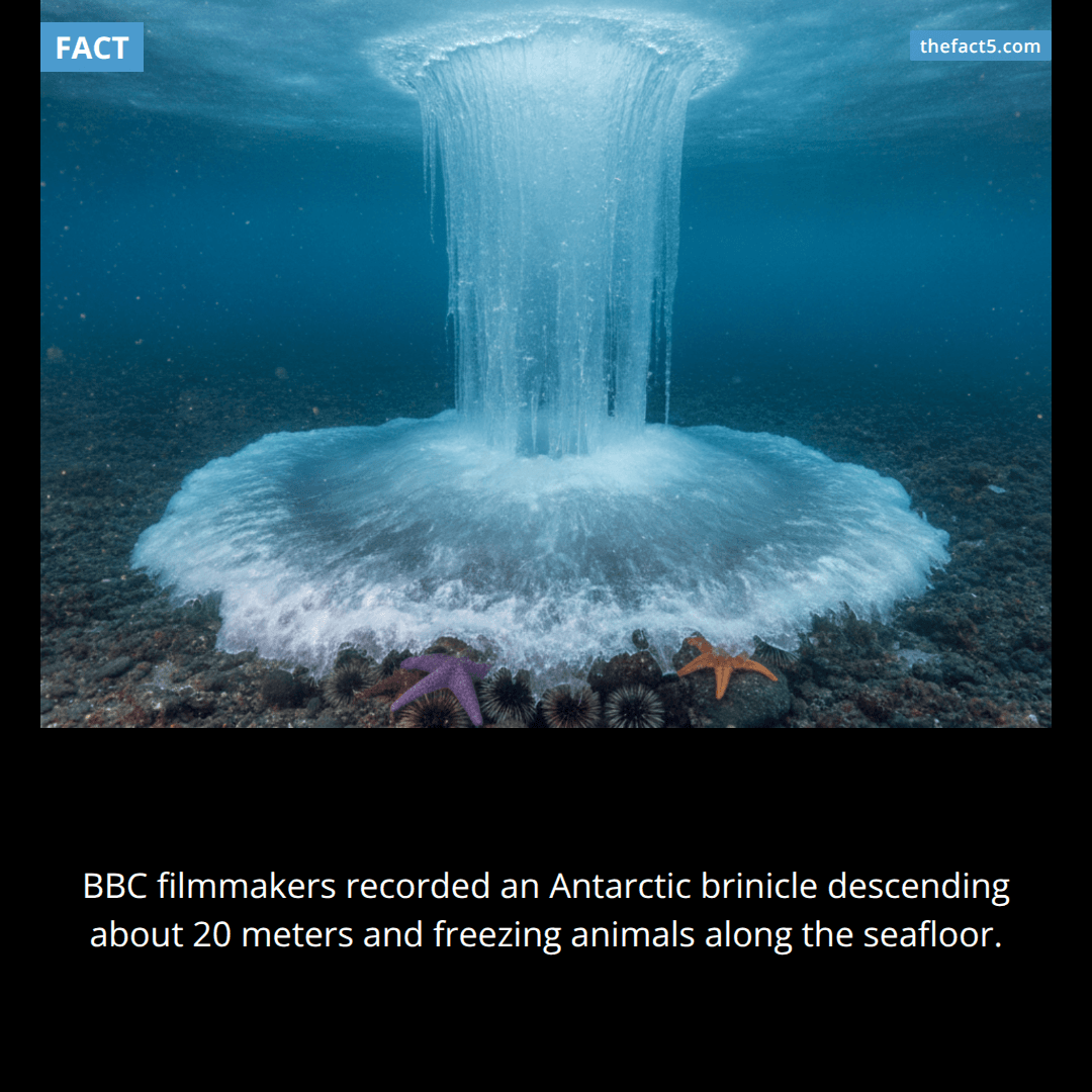 Antarctica grows underwater icicles that freeze the seafloor. 🧊