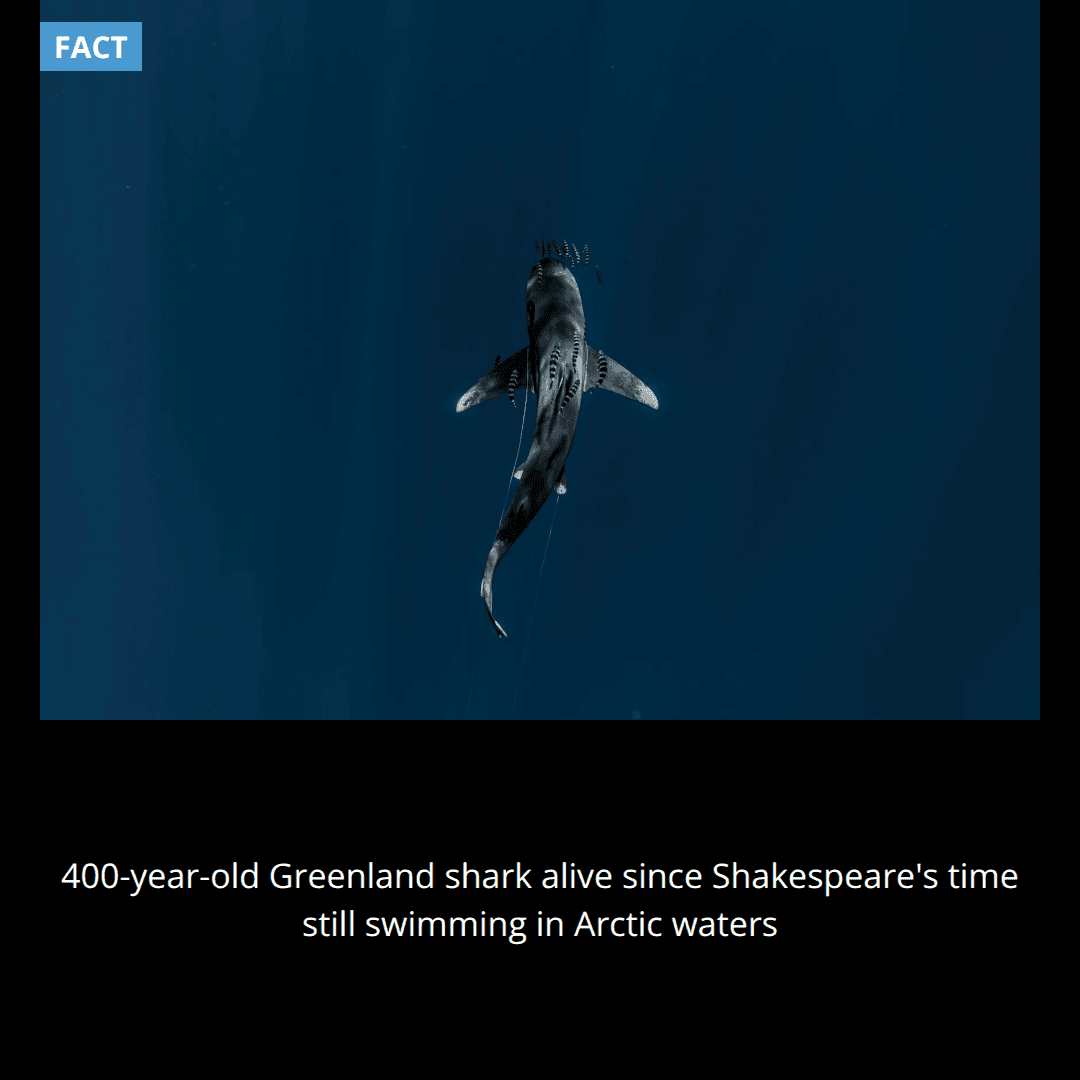 Researchers found a 400-year-old Greenland shark that was alive during Shakespeare's time and is still swimming in Arctic waters today.