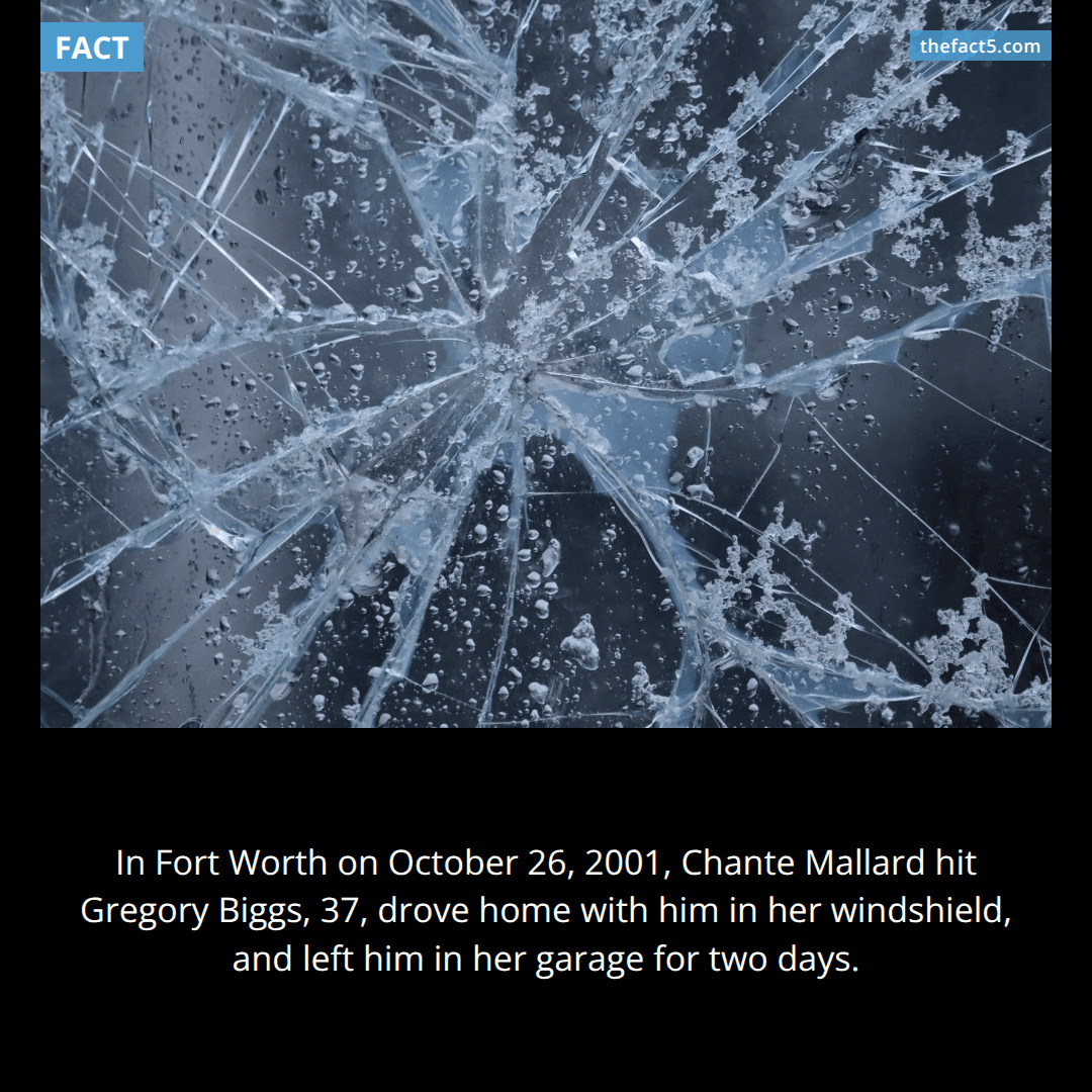 She hit him with her car — then drove home and left him in the garage. 🚗