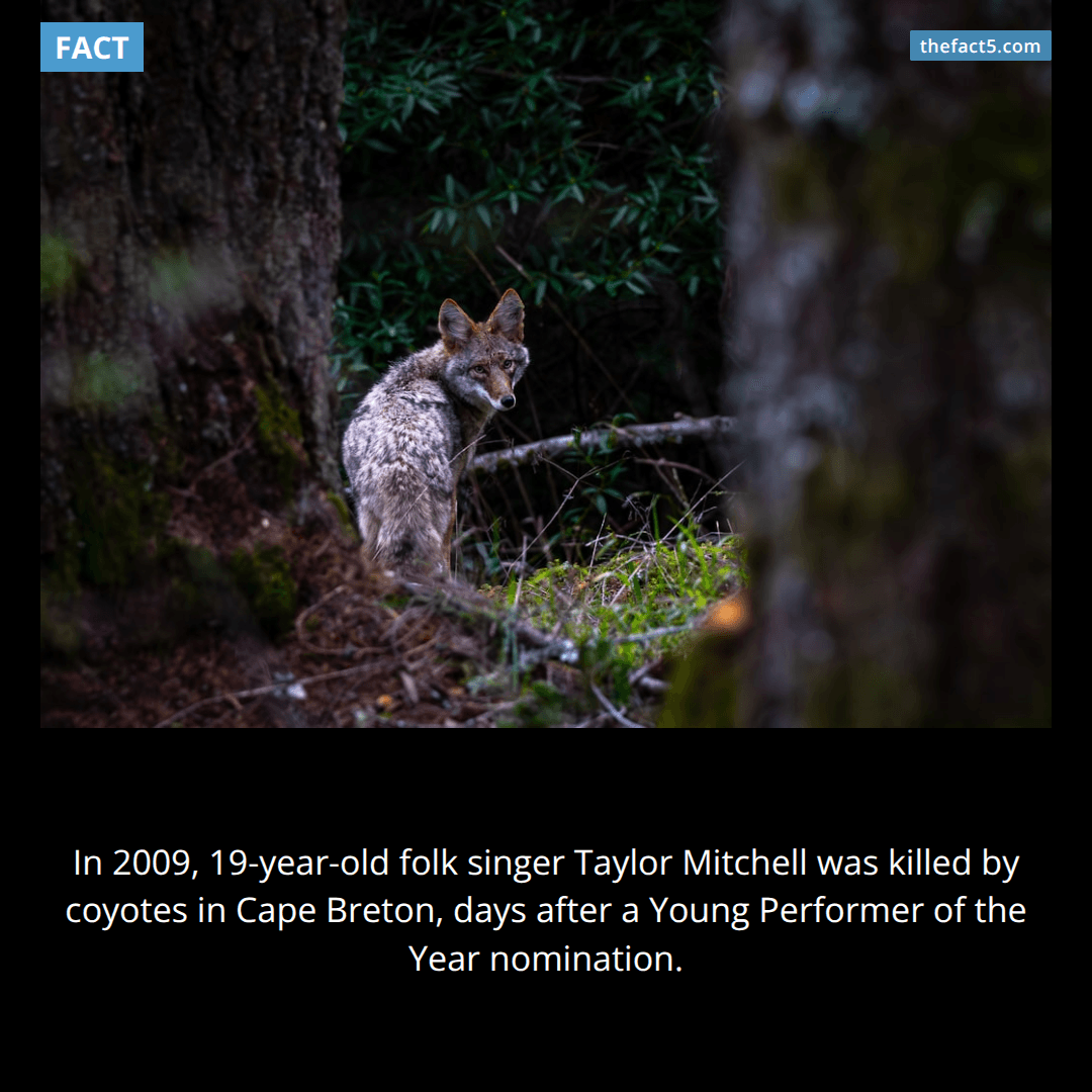 She was killed by an animal that rarely kills adults 🐺