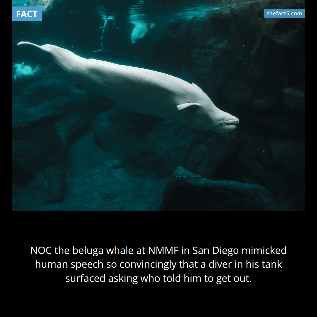 A whale told a diver to get out of the water. 🐋