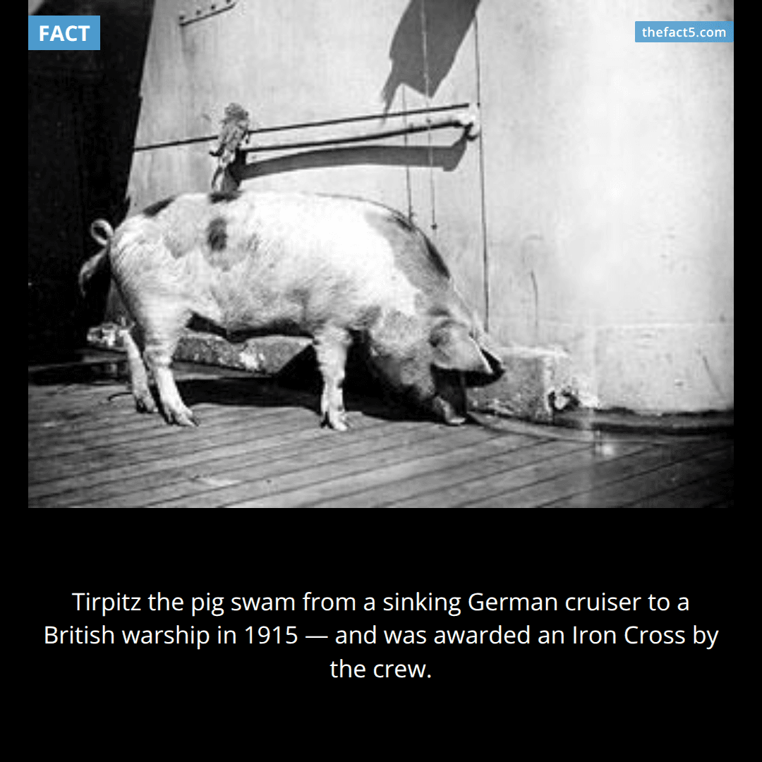 A German navy pig swam to a British warship — and got an Iron Cross 🐷