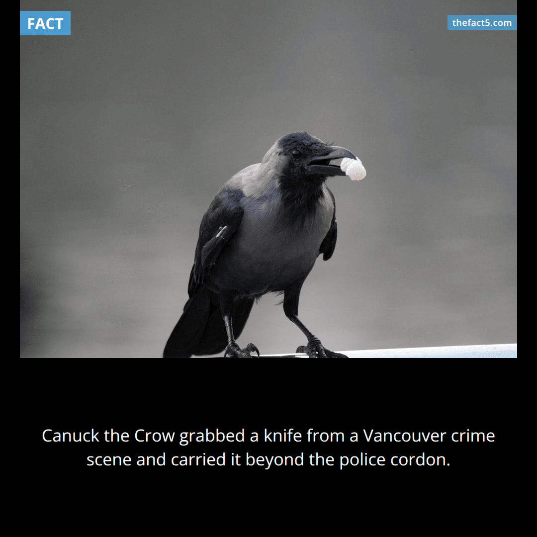 Canuck stole evidence from an active crime scene. 🐦