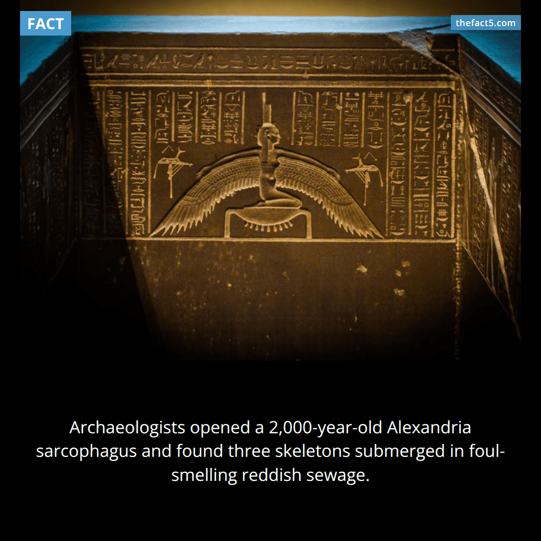 Egypt opened a black sarcophagus filled with red sewage. ⚰️