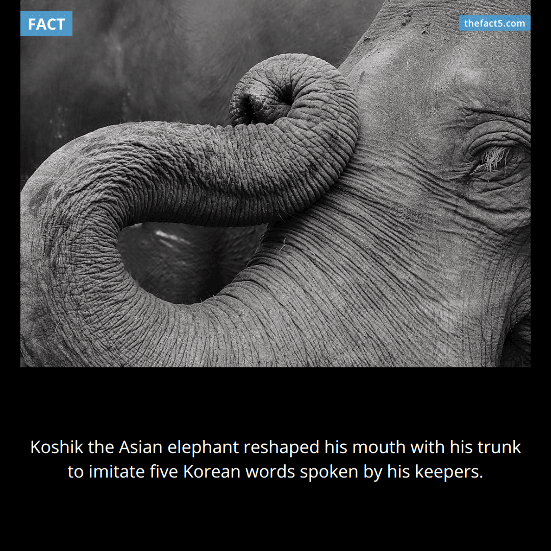Koshik the elephant learned to speak five Korean words. 🐘