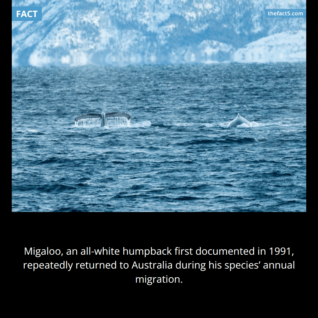 A ghost-white whale kept returning to Australia. π