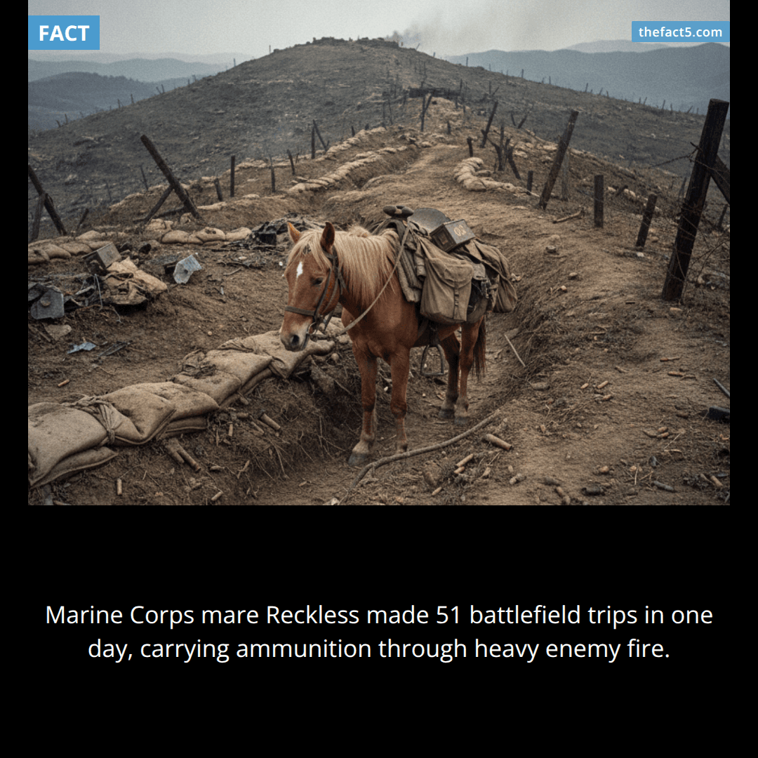 This horse crossed a battlefield alone 51 times. π΄