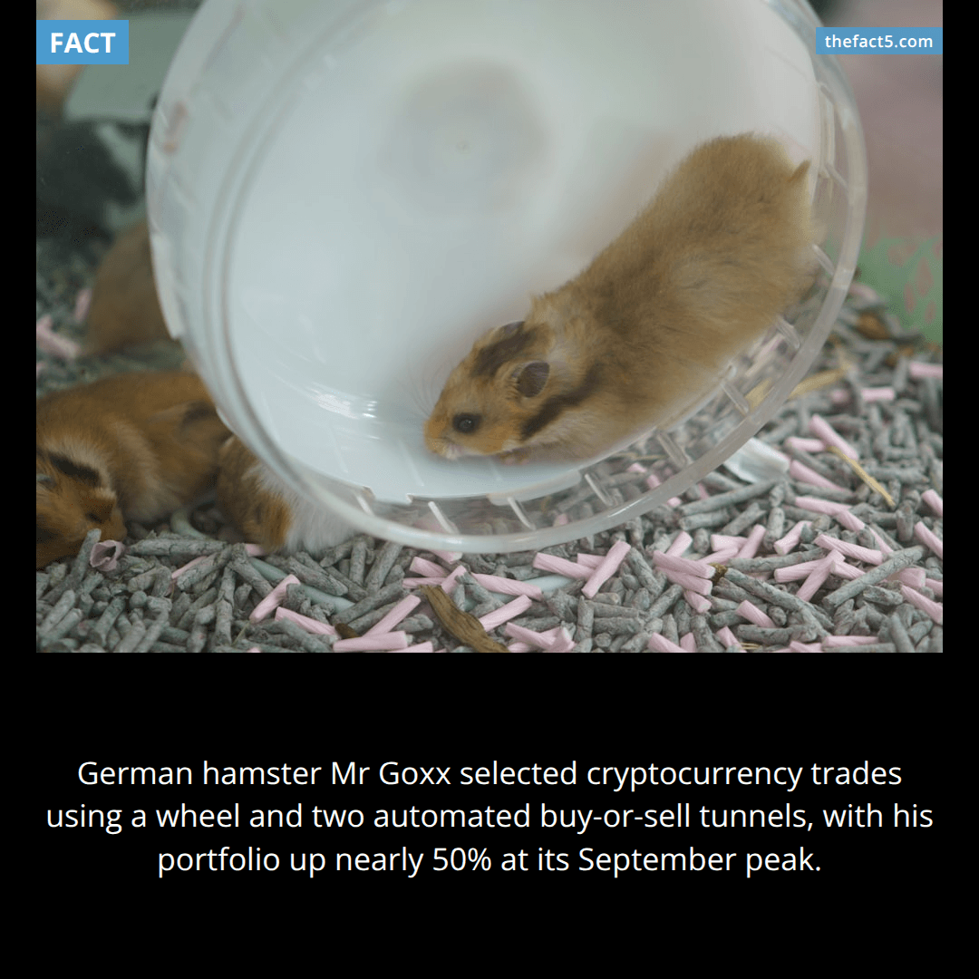 A hamster traded cryptocurrency from his own office. πΉ