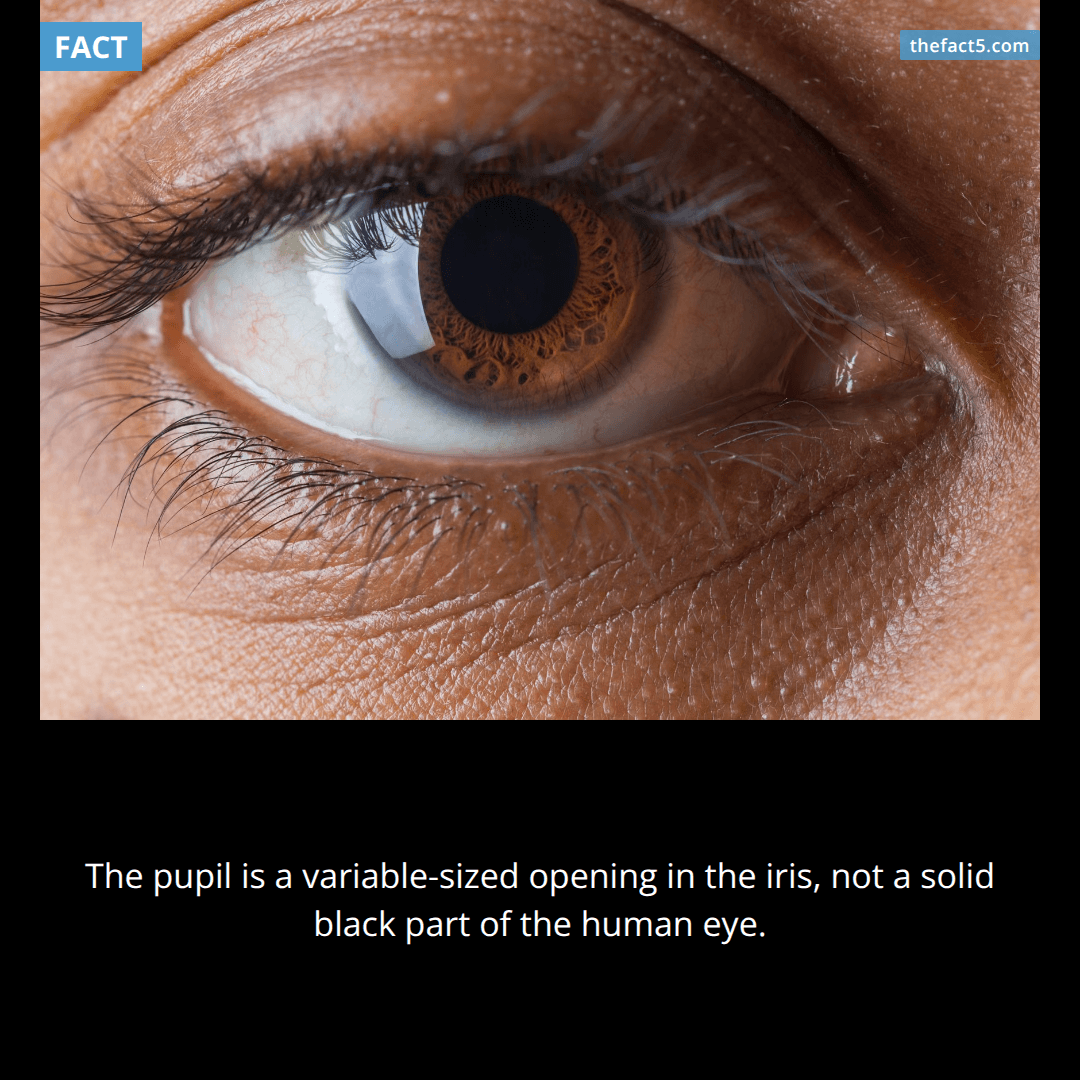 The black dot in your eye is actually a hole. 👁️