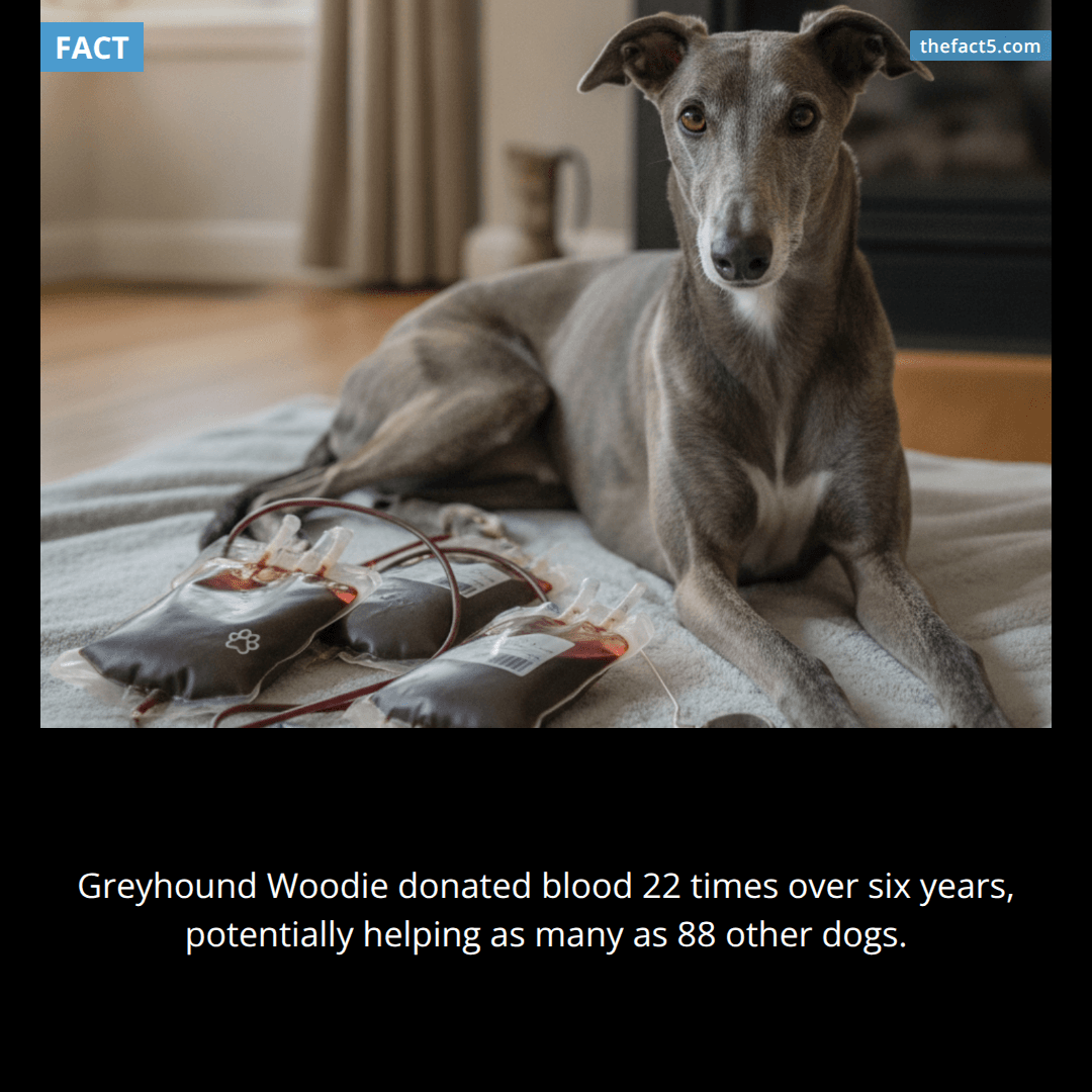 Woodie the greyhound gave blood enough to help 88 dogs. 🐕