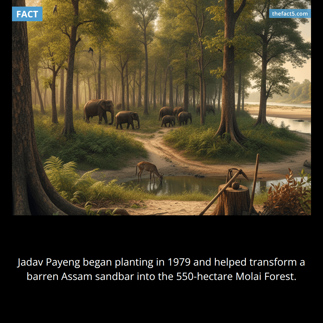 One teenager helped turn a sandbar into a 550-hectare forest. π³
