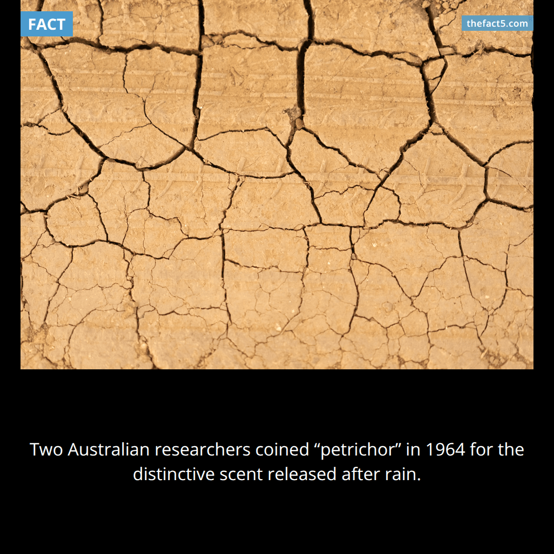 Rain's familiar smell had no scientific name until 1964. 🌧️