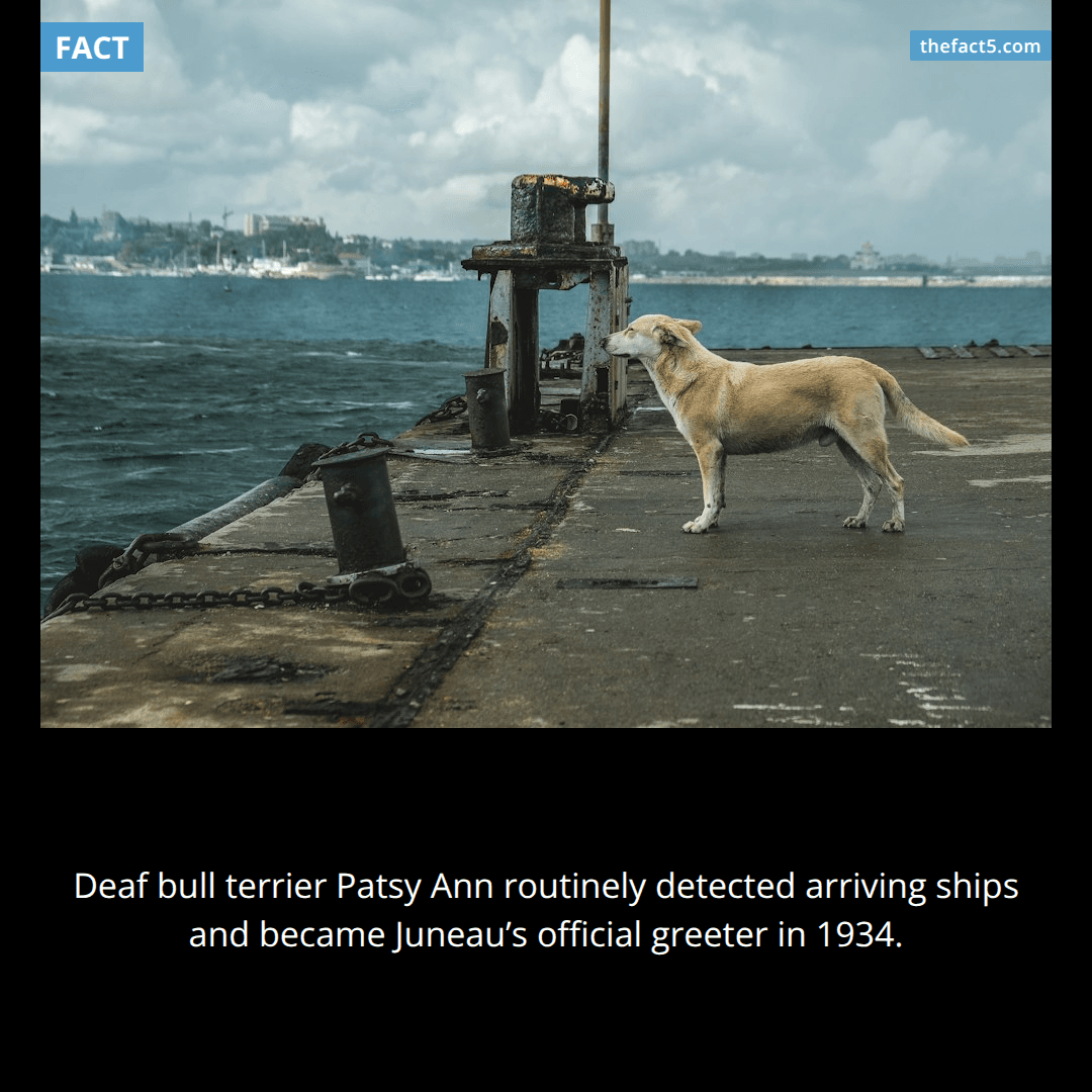 Patsy Ann heard every ship despite being completely deaf. 🐕