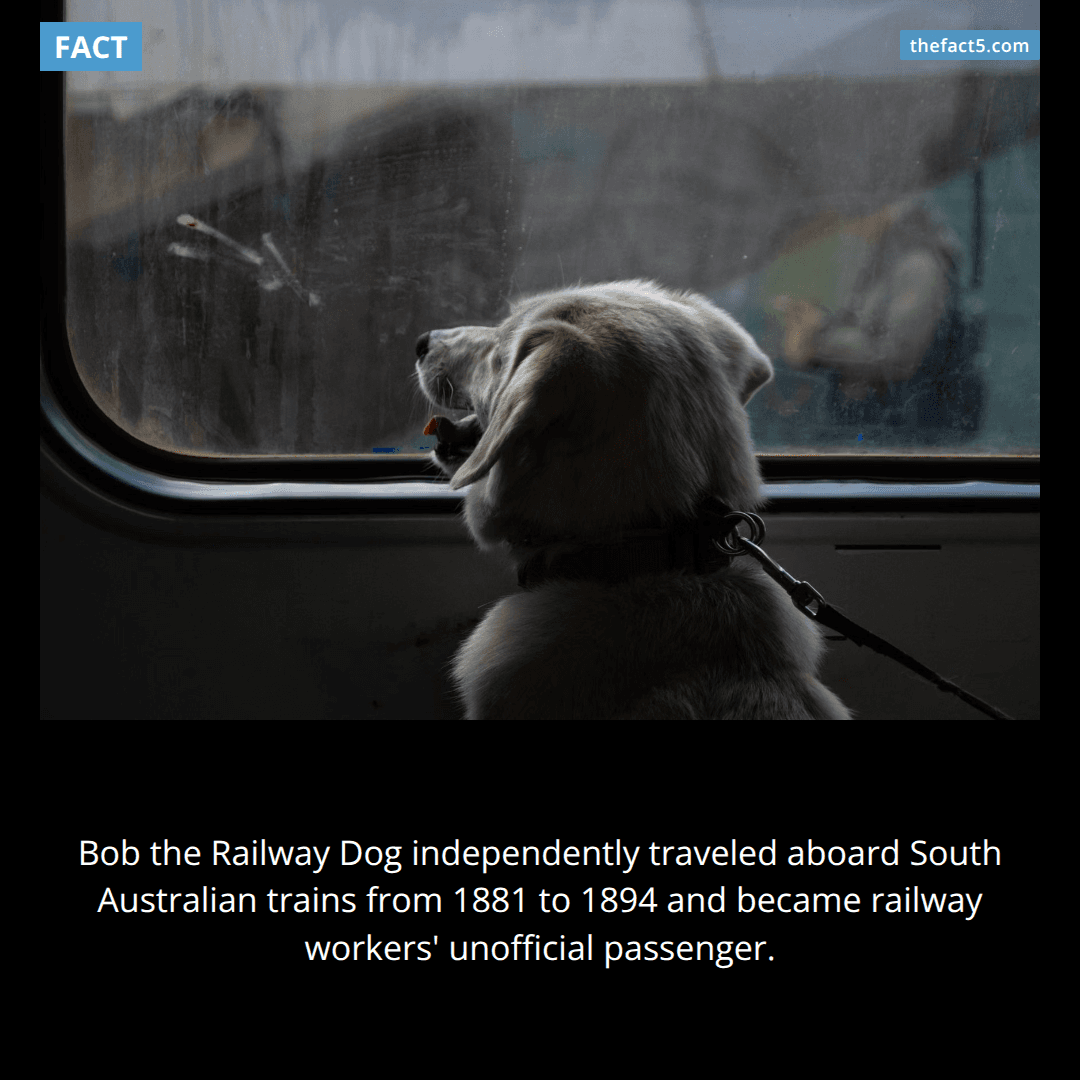 Bob rode Australia's trains alone for over a decade. 🐕