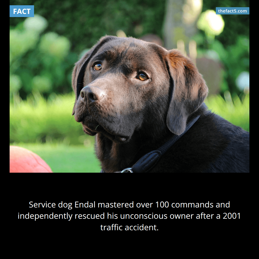 Endal knew more than 100 ways to help one man. 🐕