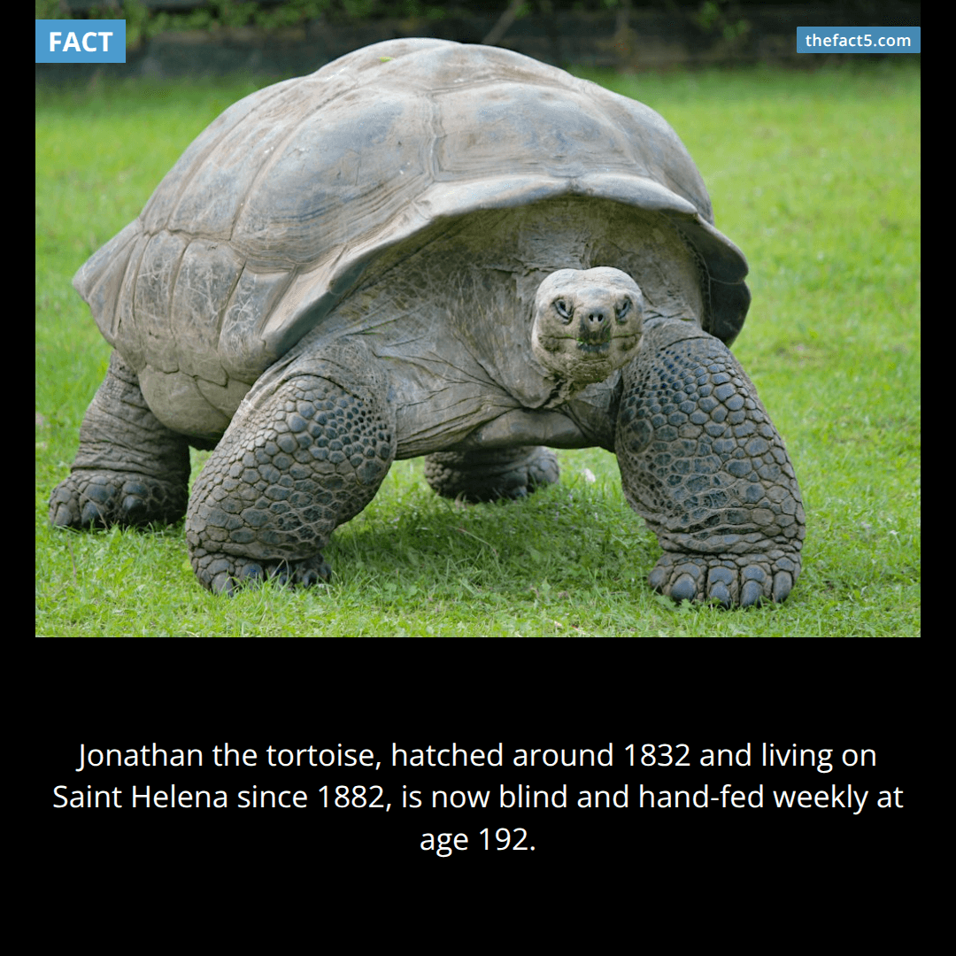 A tortoise born before the first photograph is still eating lettuce today. 🐢